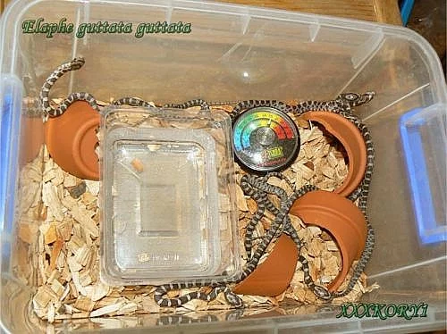Elaphe guttata guttata - rozkrmená mláďata