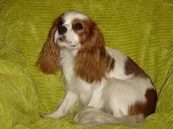 Kavalír King Charles španěl