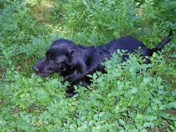 Daruji 9 měsíční štěně křížence labradora 