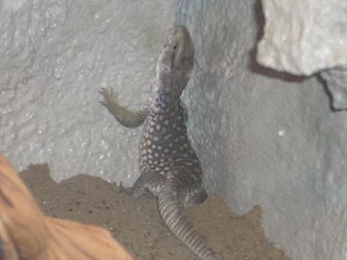 Prodam Varana stepniho (Varanus exanthematicus) 
