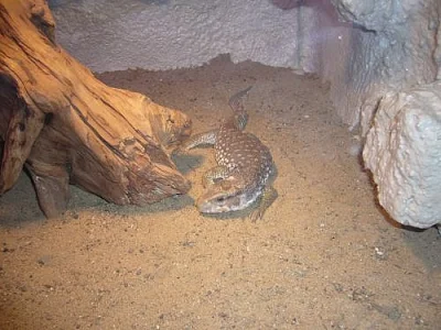 Prodam Varana stepniho (Varanus exanthematicus) 