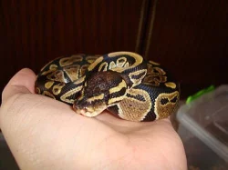 KRAJTA KRÁLOVSKÁ (python regius)