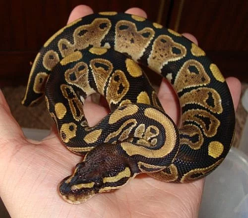 KRAJTA KRÁLOVSKÁ (python regius)
