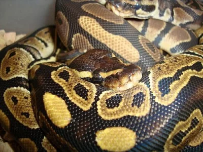 KRAJTA KRÁLOVSKÁ (python regius)