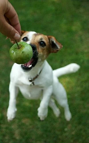 Štěňata jack russell teriera s PP