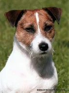 Štěňata jack russell teriera s PP