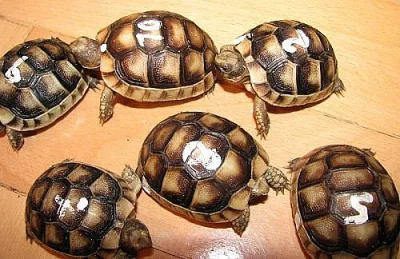 Suchozemské želvy za super cenu
