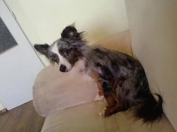 Daruji čivavu blue merle