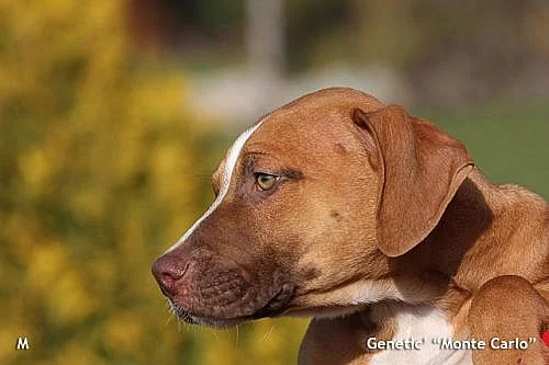 Štěňata Amerického PitBull Terriéra