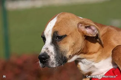 Štěňata Amerického PitBull Terriéra