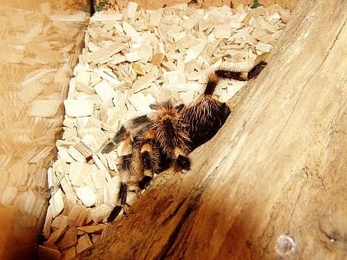 Prodám Brachypelma Smithi samička stáří cca 5let
