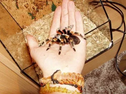 Prodám Brachypelma Smithi samička stáří cca 5let