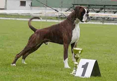 Boxer - štěnata s PP