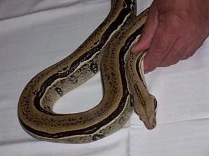 Chameleony, hroznýše, gekončíky, krmení -