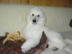 Pudel biely kralovsky