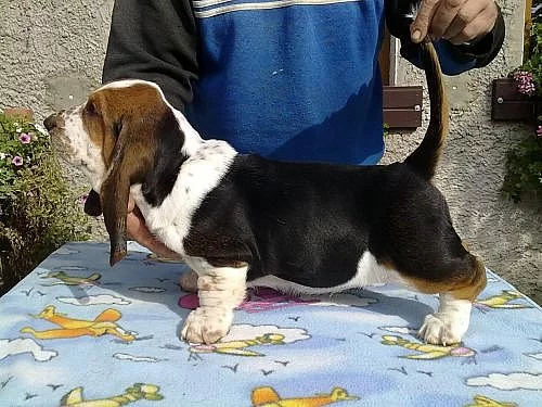 BASSETHOUND - tricolorní štěňata s PP k ODBĚRU...