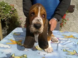 BASSETHOUND - tricolorní štěňata s PP k ODBĚRU...