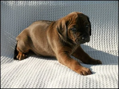Štěňata Rhodesian Ridgeback s PP