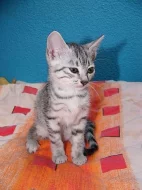 Egyptská mau koťata s PP.