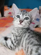 Egyptská mau koťata s PP.