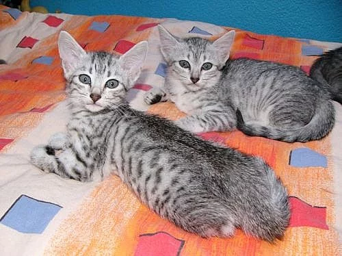 Egyptská mau koťata s PP.