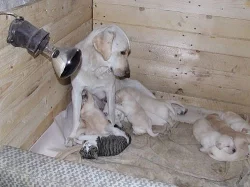 Štěňata labradora