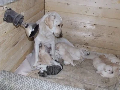 Štěňata labradora