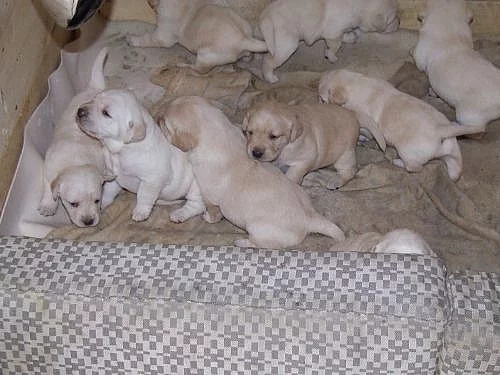 Štěňata labradora