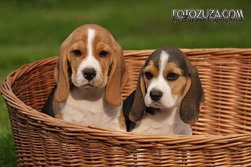 Beagle - pejsek s PP