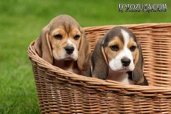 Beagle - pejsek s PP