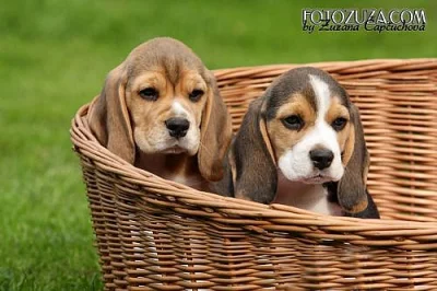 Beagle - pejsek s PP