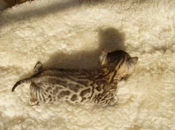 Bengálský kocourek