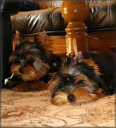 Yorkshire terrier