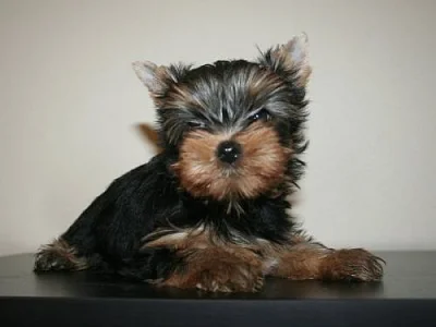 Yorkshire terrier