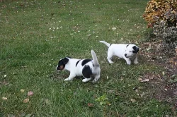 pejsci Jack Russell teriér, zdraví a hraví