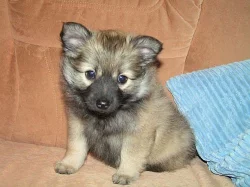 Německý špic střední s PP