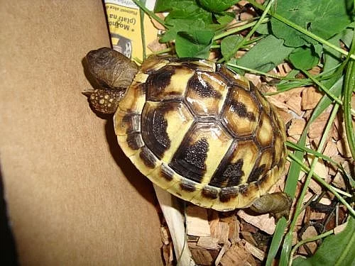 ŽELVA ZELENAVÁ - testudo hermanni