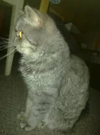 Exotický kastrát s PP, prosím jen do dobrých rukou