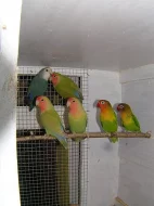Odchov 2010