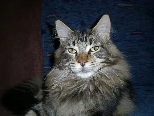 MAINSKÁ MÝVALÍ KOŤATA S PP