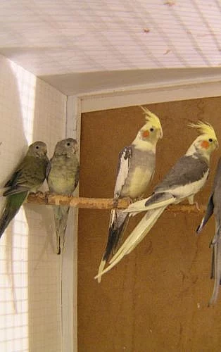 Odchov 2010