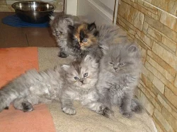 Perská koťata