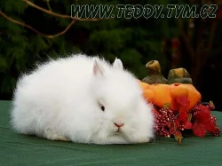 Zakrslý TEDDY králíček