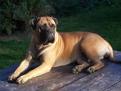 bullmastiff steniatka