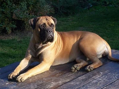 bullmastiff steniatka