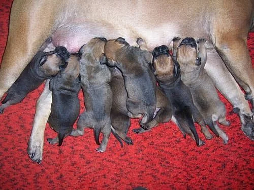 bullmastiff steniatka