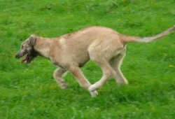 Irský vlkodav - štěně, plavá fenka s PP