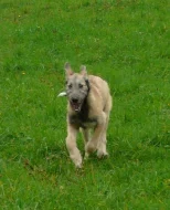 Irský vlkodav - štěně, plavá fenka s PP