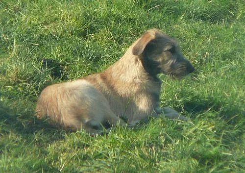 Irský vlkodav - štěně, plavá fenka s PP