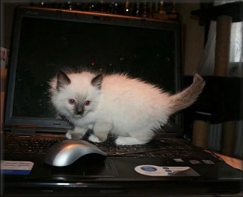 koťátka Ragdoll